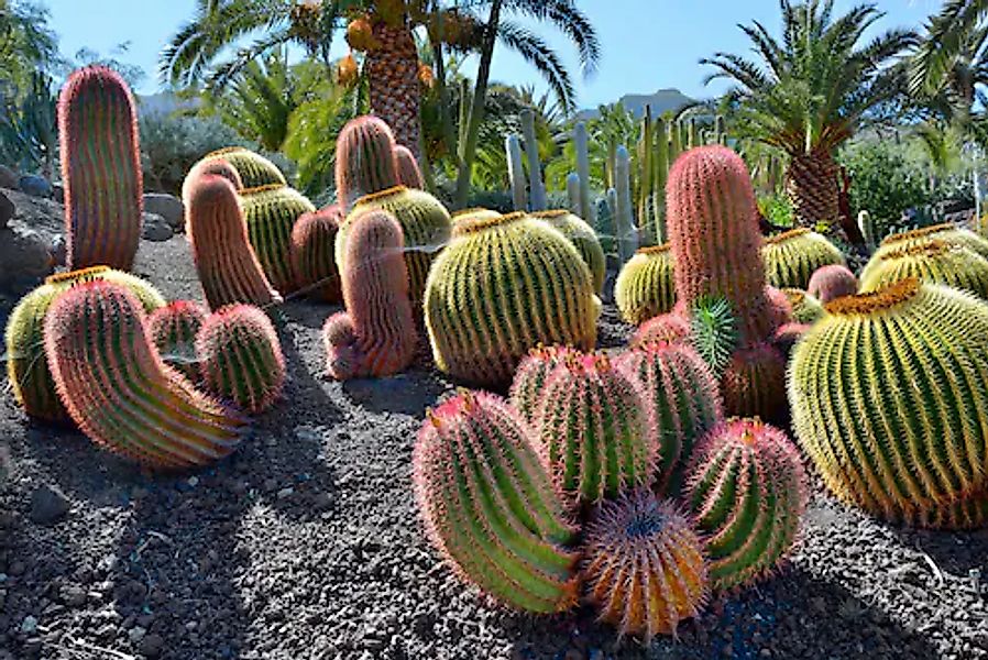 Papermoon Fototapete »KAKTUS-GARTEN-PFLANZE DEKOR NATUR BLÜTE ABSTRAKT MUST günstig online kaufen