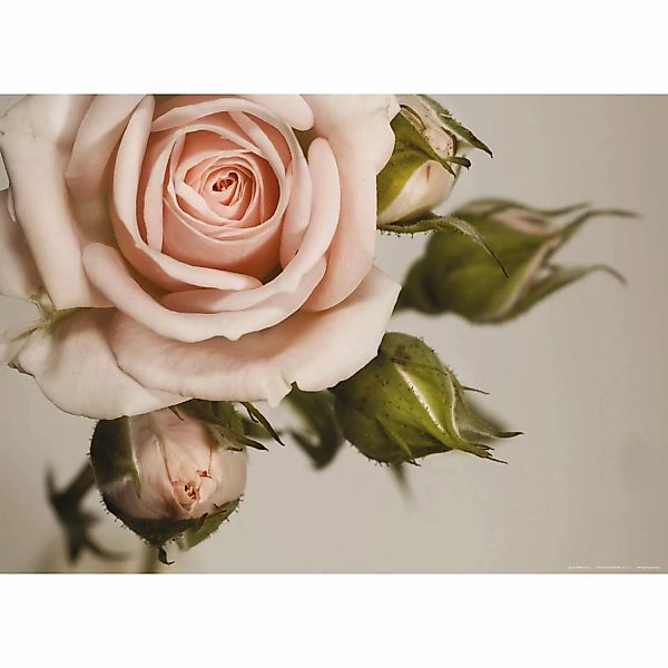 Sanders & Sanders Poster Rosen Rosa und Grün 160 x 110 cm 600692 günstig online kaufen