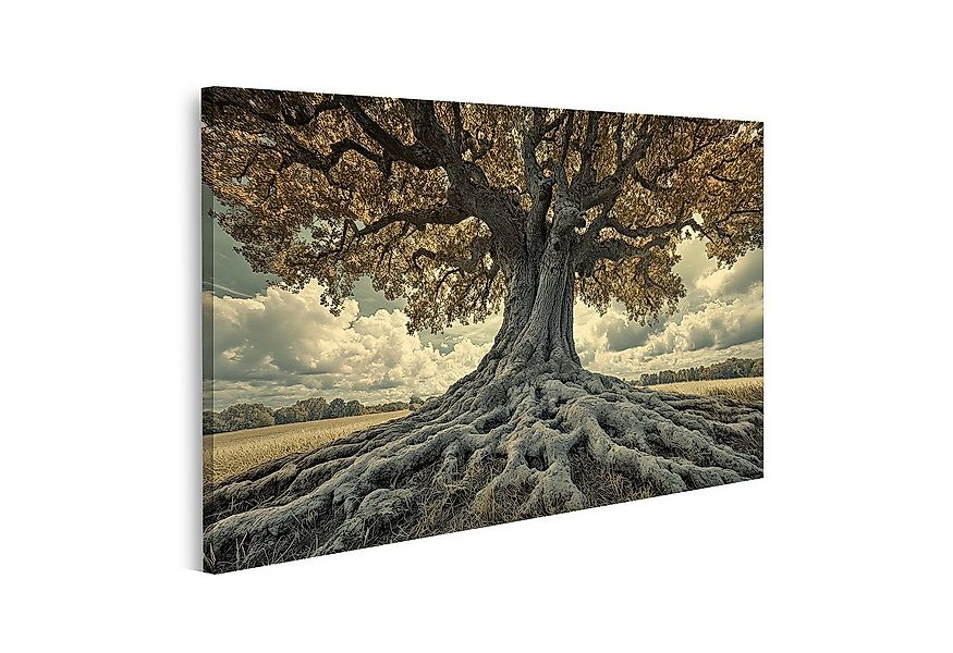 islandburner Leinwandbild, Majestätischer Baum mit ausgedehnten Wurzeln günstig online kaufen