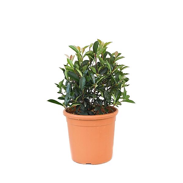 GROW by OBI Glanzmispel Carré Rouge ca. 25 cm Topf ca. 10 l Photinia fraser günstig online kaufen