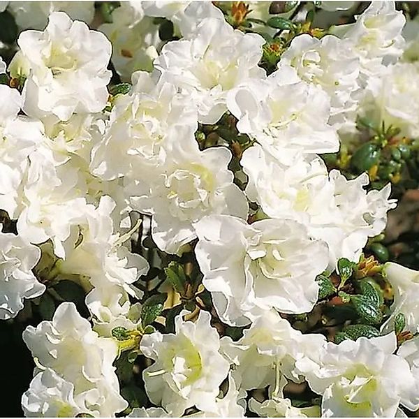 Japanische Azalee Schneeperle 40-50cm - Rhododendron obtusum - Zwerg Alpenr günstig online kaufen