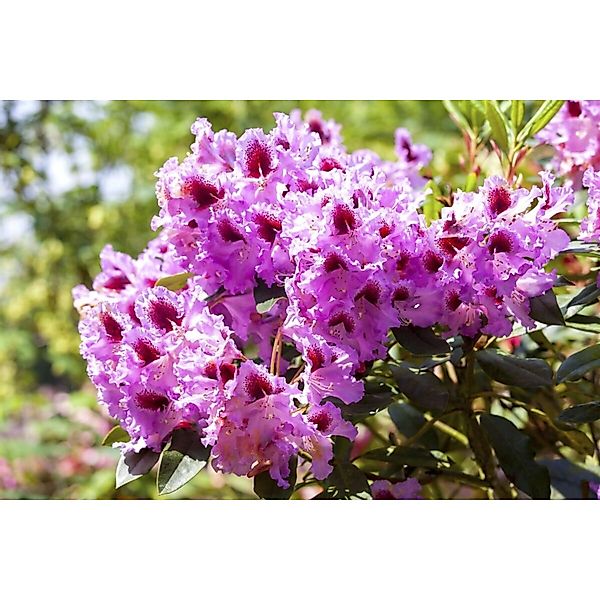 Rhododendron Hybr. Kabarett Rhododendron Zweifarbig 50–60 cm günstig online kaufen