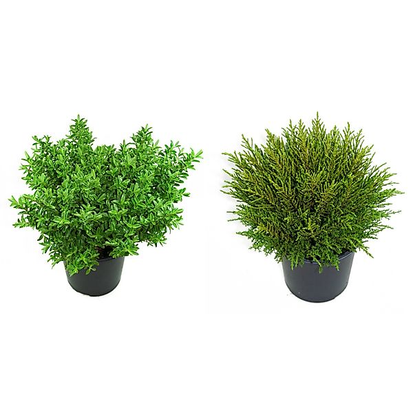 Helix Strauchveronika Sortiert Höhe ca. 15 cm Hebe x andersonii günstig online kaufen