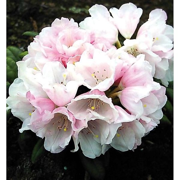 Rhododendron Edelweiß 40-50cm - Alpenrose günstig online kaufen