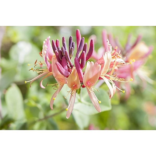 Lonicera Caprifolium Jelängerjelieber Cremeweiß 40–60 cm günstig online kaufen