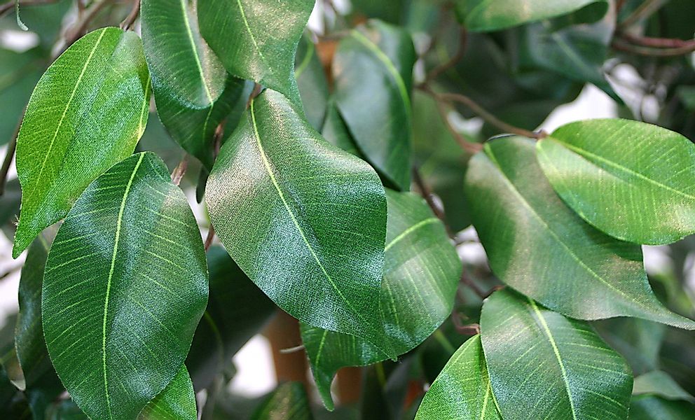 Kunstbaum Ficus Excotica 120cm DA Kunstbaum günstig online kaufen