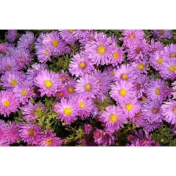 Aster Alpinus Alpenaster Happy End Ca. 9x9 cm Topf günstig online kaufen