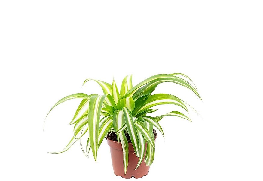 Flowerbox Zimmerpflanze Grünlilie - Chlorophytum Comosum Variegata, - Höhe günstig online kaufen