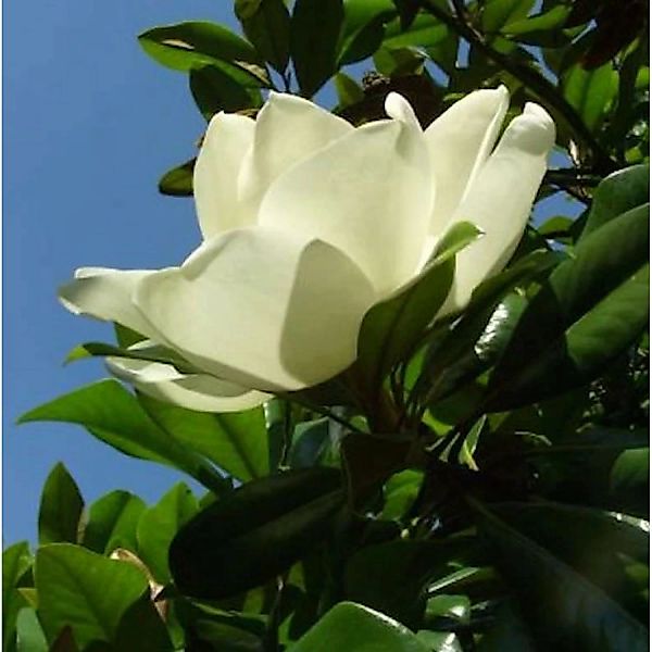Großblumige Magnolie Little Gem 80-100cm - Magnolia grandiflora günstig online kaufen