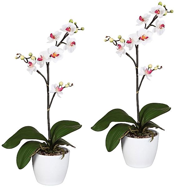 Kunstpflanze Orchidee Phalaenopsis Orchidee, Creativ green, günstig online kaufen