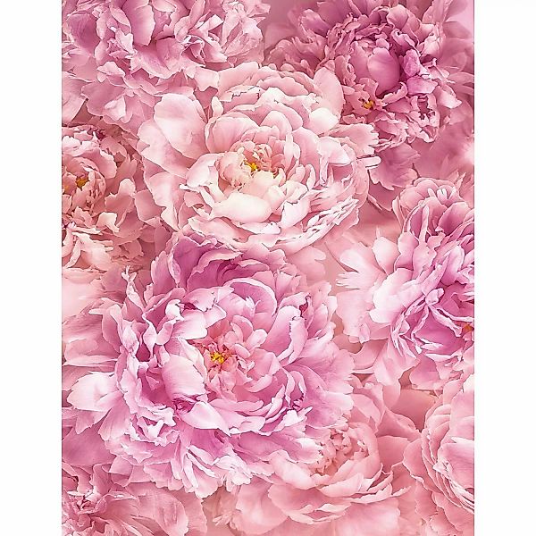Komar Fototapete Vlies Soave  200 x 260 cm günstig online kaufen