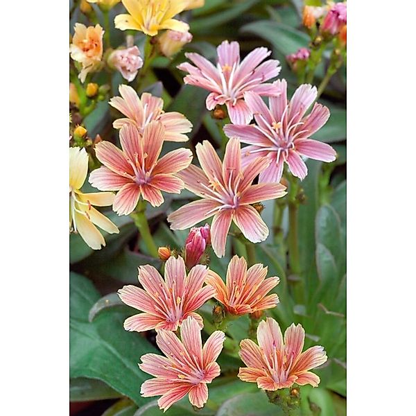 Pflanzen für Dich Staude Lewisia long. Little Plum, 1 St., Lewisie, Bitterw günstig online kaufen