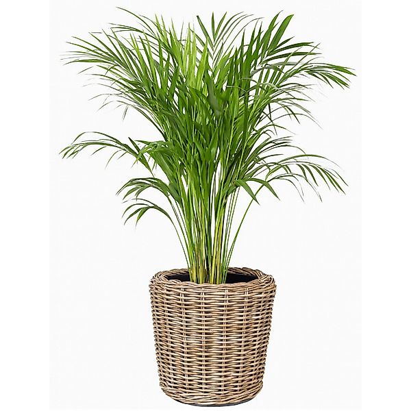 Van der Leeden Blumentopf Blumenkorb Pflanzkorb günstig online kaufen