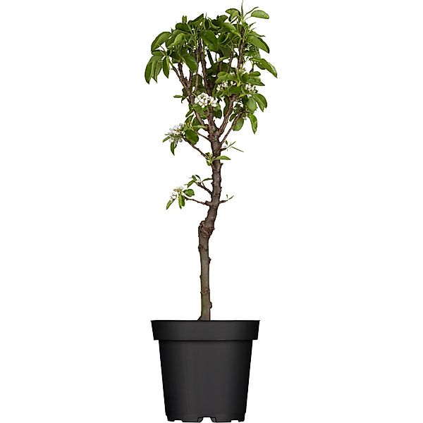 GROW by OBI Zwergbirne Höhe ca. 40 - 60 cm Topf ca. 5, Pyrus communis günstig online kaufen