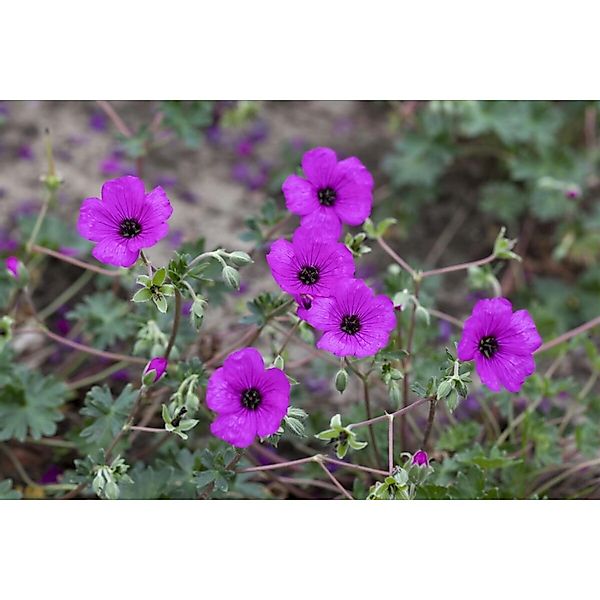 Geranium Cinereum Subcaulesc. Giuseppii Aschgrauer Storchschnabel Ca. 9x9 c günstig online kaufen