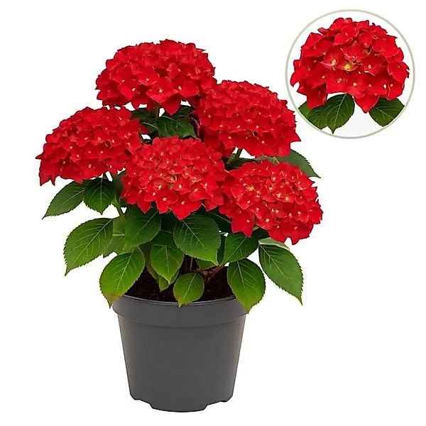Exotenherz Hortensia Hydrangea Forever & Ever Rot 7-12 Blühten 23cm Topf günstig online kaufen