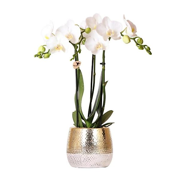 Kolibri Orchids Weiße Phalaenopsis Orchidee Amabilis & Elite Topf Gold Topf günstig online kaufen