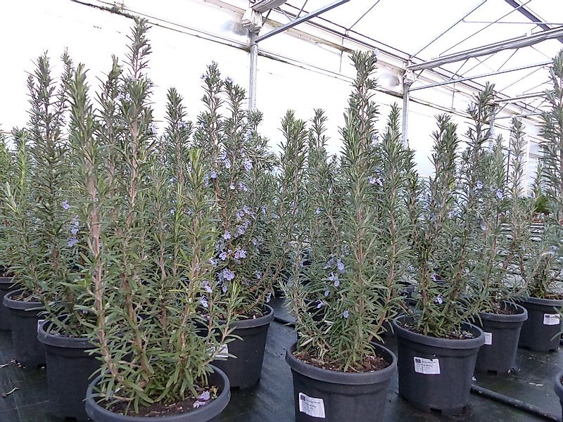 gruenwaren jakubik Gemüsepflanze echter Rosmarin Officinalis 50-60cm Höhe, günstig online kaufen