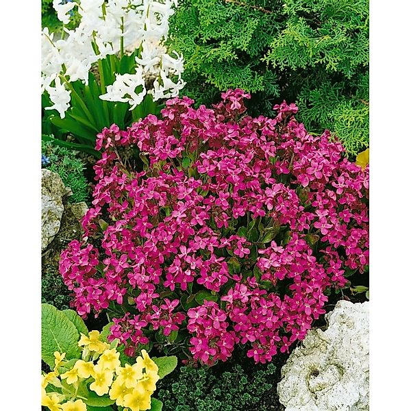Arabis Blepharophylla Frühlingszauber Gänsekresse Rosa Ca. 9x9 cm Topf günstig online kaufen