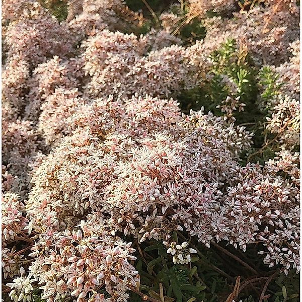 Niedriger Weißer Mauerpfeffer Coral Carpet - Sedum album günstig online kaufen