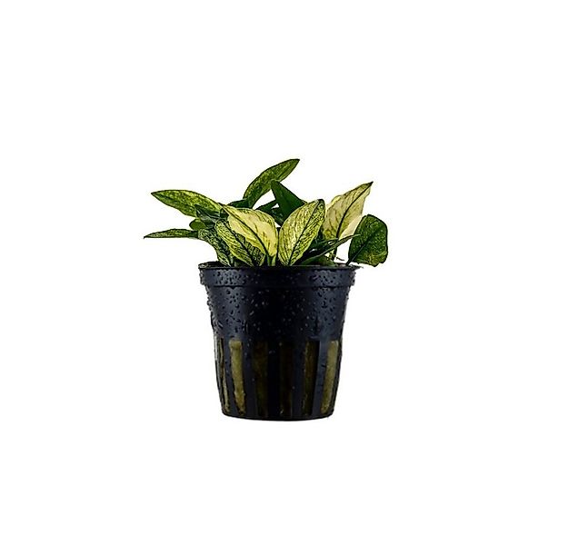 Aquaone Wasserpflanze Aquariumpflanze Anubias nana 'Pinto' Nr.301E günstig online kaufen
