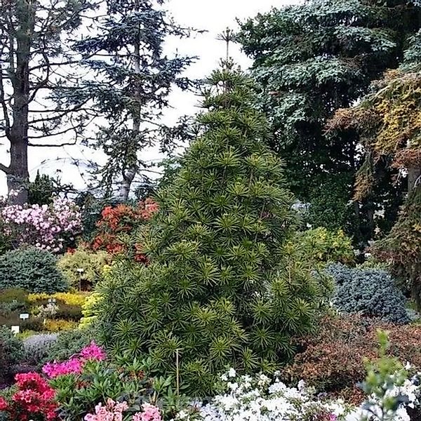 Japanische Schirmtanne Sternschnuppe 70-80cm - Sciadopitys verticillata günstig online kaufen