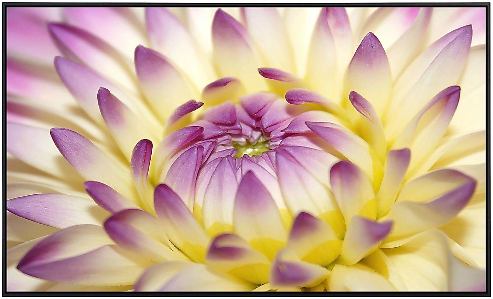 Papermoon Infrarotheizung »Makro rosa Blume« günstig online kaufen