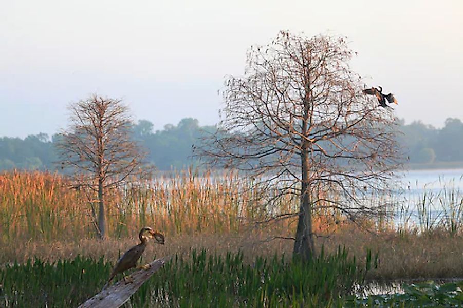 Papermoon Fototapete »ANHINGA-WASSER VOGEL« günstig online kaufen