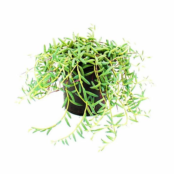 Exotenherz Senecio Hallianus Curio Hallianus im 12cm Topf günstig online kaufen