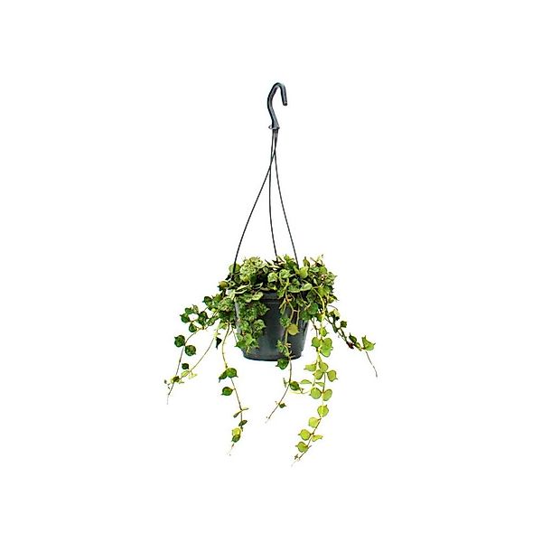 Exotenherz Zimmerpflanze zum Hängen Hoya Curtisii Wachsblume 14cm Ampel günstig online kaufen
