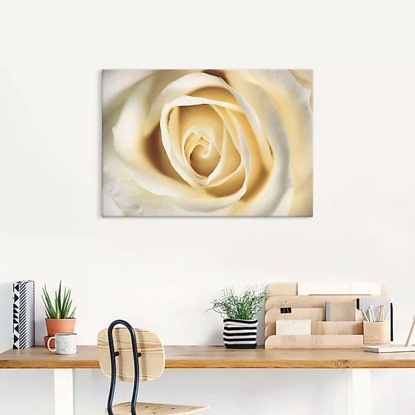 Artland Wandbild "Weiße Rose", Blumen, (1 St.), als Alubild, Outdoorbild, L günstig online kaufen