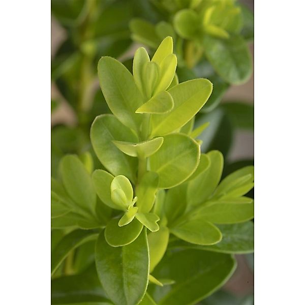 Buxus microphylla 'Faulkner' 50-60 cm günstig online kaufen
