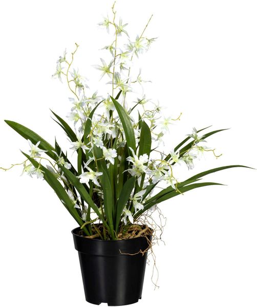 Kunstorchidee Oncidie Dancing Queen Orchidee Oncidie, günstig online kaufen
