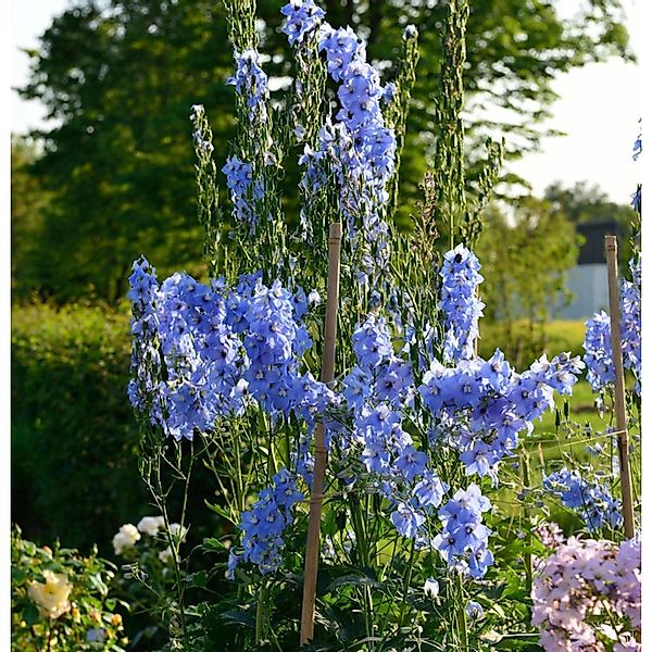 Hoher Rittersporn Gletscherwasser - Delphinium elatum günstig online kaufen