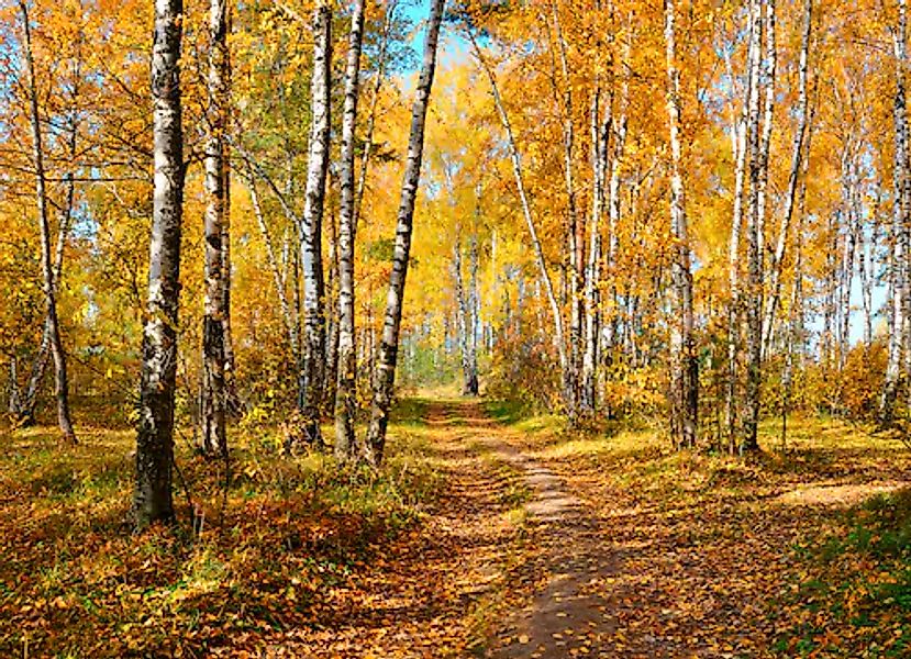 Papermoon Fototapete »Autumn Forest« glatt günstig online kaufen
