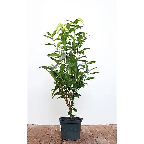 Prunus laurocerasus 'Genolia' -R- 40-60 cm günstig online kaufen