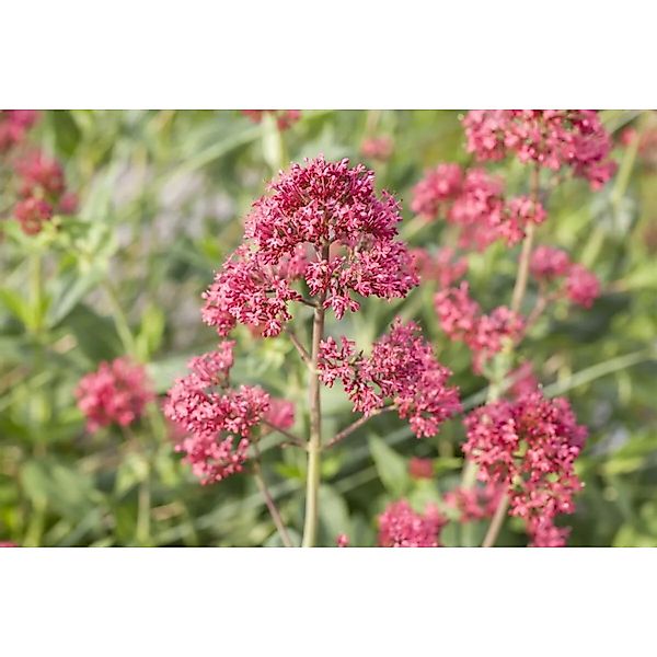 Centranthus Ruber Coccineus Rote Spornblume 2-3 Liter Container günstig online kaufen