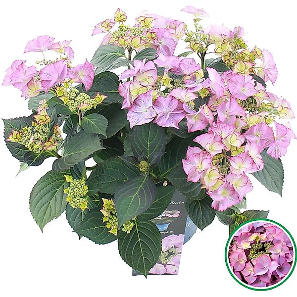 Bauernhortensie Tiffany Rosa Höhe ca. 20 - 30 cm Topf ca. 3,5 l günstig online kaufen