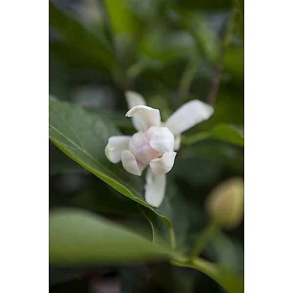 Sinocalycanthus Venus Duftend 80–100 cm günstig online kaufen