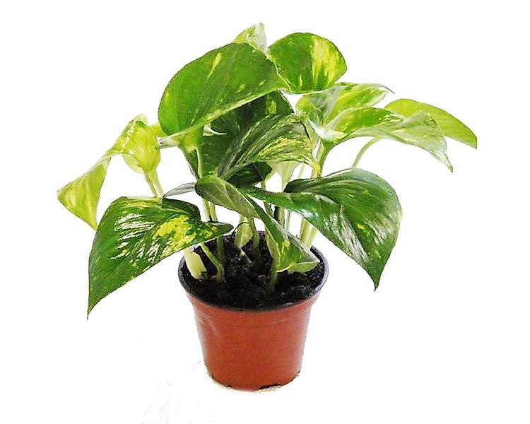 Exotenherz Zimmerpflanze Efeutute - Scindapsus - Epipremnum - 12cm Topf - Z günstig online kaufen