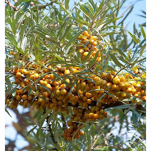weiblicher Sanddorn Hergo 60-80cm - Hippophae rhamnoides günstig online kaufen