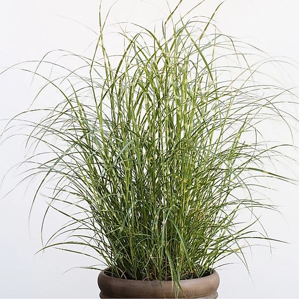 Chinaschilf Little Zebra - Miscanthus sinensis günstig online kaufen