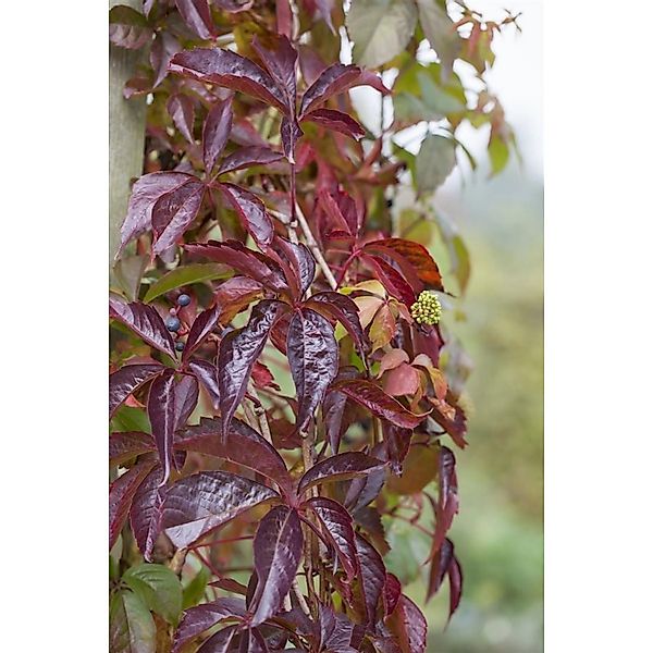 Parthenocissus Quinquefolia Wilder Wein 150–200 cm günstig online kaufen