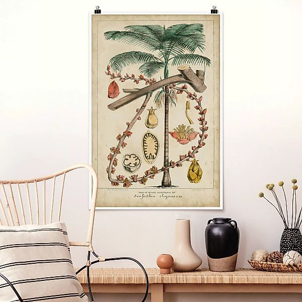Poster Vintage Lehrtafel Exotische palmen II günstig online kaufen