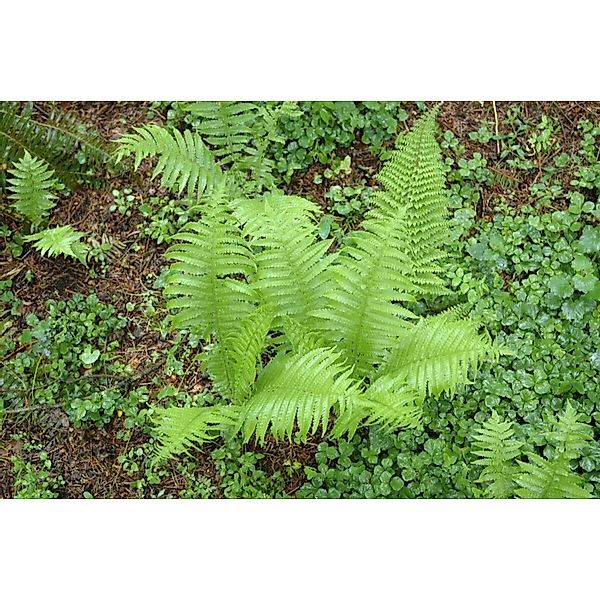 Polystichum Setiferum Proliferum Schildfarn Ca. 9x9 cm Topf günstig online kaufen