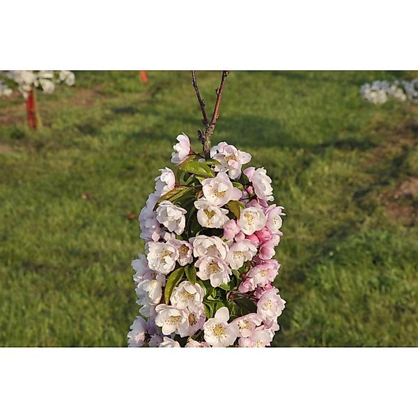 Malus Van Eseltine Zierapfel Rosa Blüten 100–125 cm günstig online kaufen