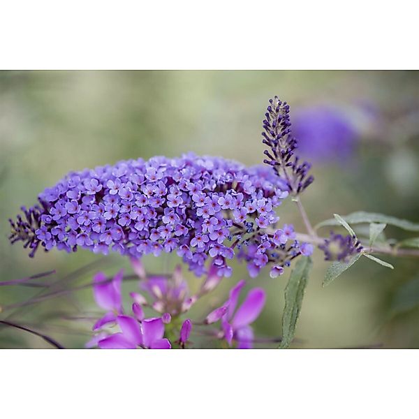 Buddleja Davidii Schmetterlingsstrauch Ile De France 100-125 cm günstig online kaufen