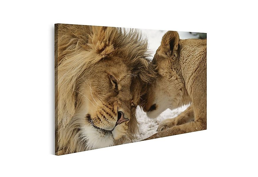 islandburner Leinwandbild Bild auf Leinwand Löwe und Löwin kuschelnd Zärtli günstig online kaufen