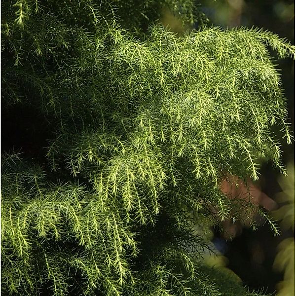 Japanische Sicheltanne Viridis 40-50cm - Cryptomeria japonica günstig online kaufen