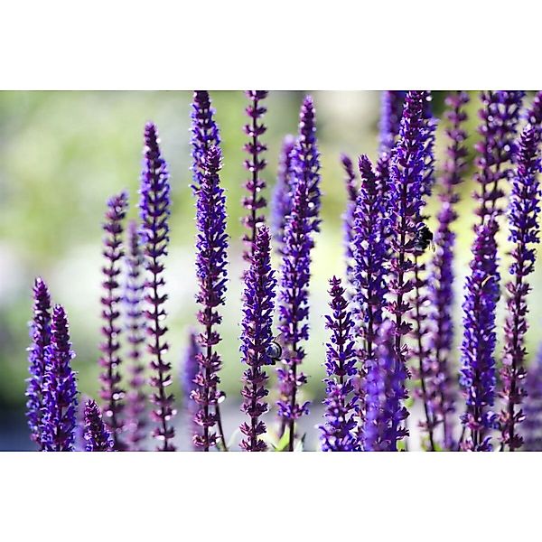 Salvia Nemorosa Sensation Deep Blue R Steppen Salbei Ca. 9x9 cm Topf günstig online kaufen